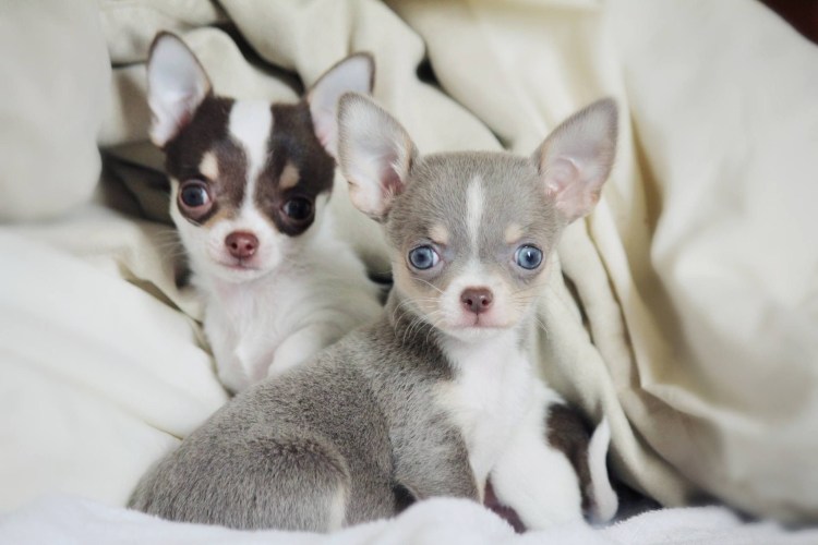 Чихуахуа серый с белым