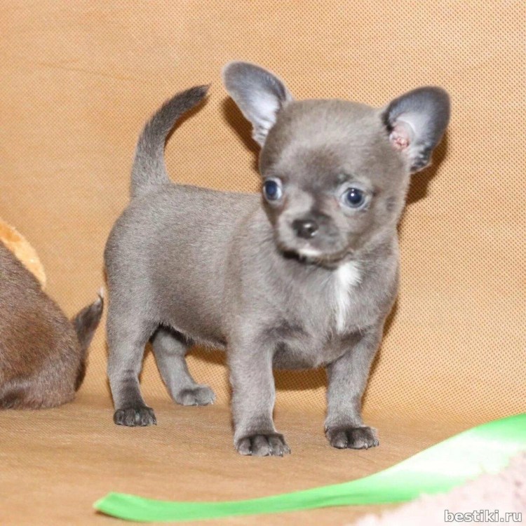 Чихуахуа мини серый