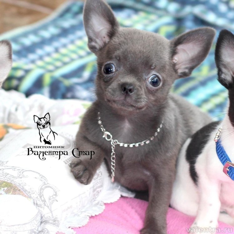 Чихуахуа голубой гладкошерстный