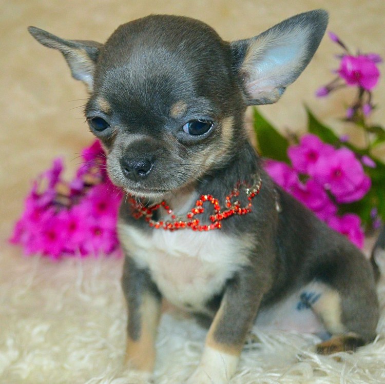 Голубо подпалый чихуахуа