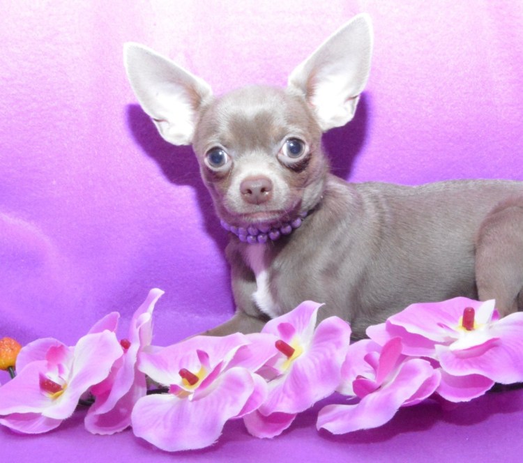 Чихуахуа лиловый гладкошерстный