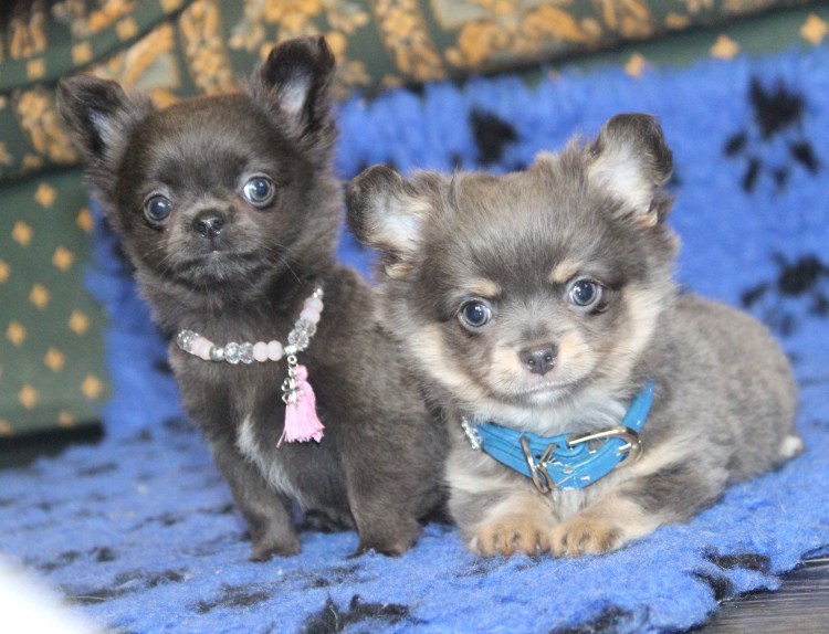 Чихуахуа длинношерстные голубо подпалые