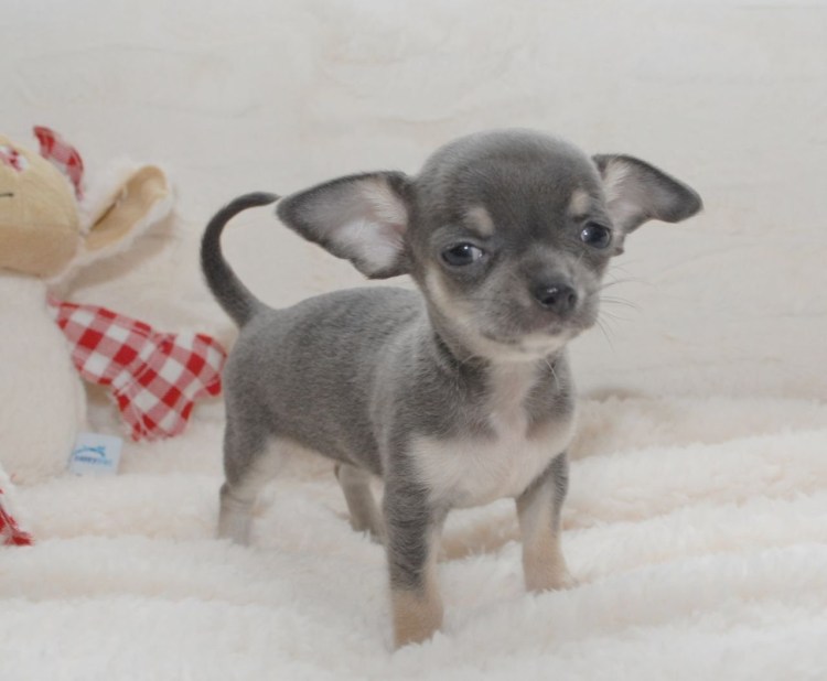 Лиловый чихуахуа Дир