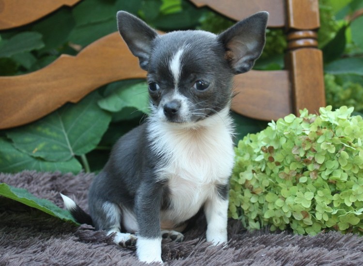 Собака чихуахуа голубая