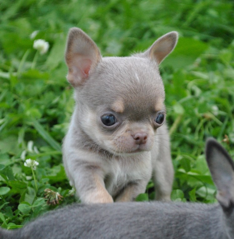 Чихуахуа тайский кобби