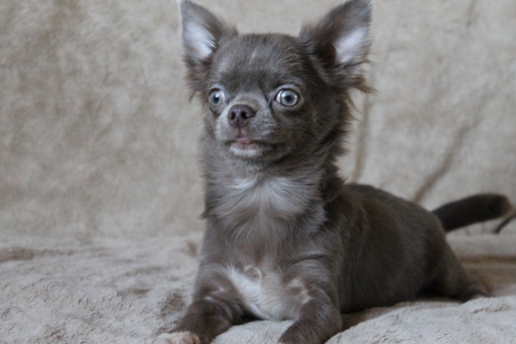 Лиловый чихуахуа длинношерстный