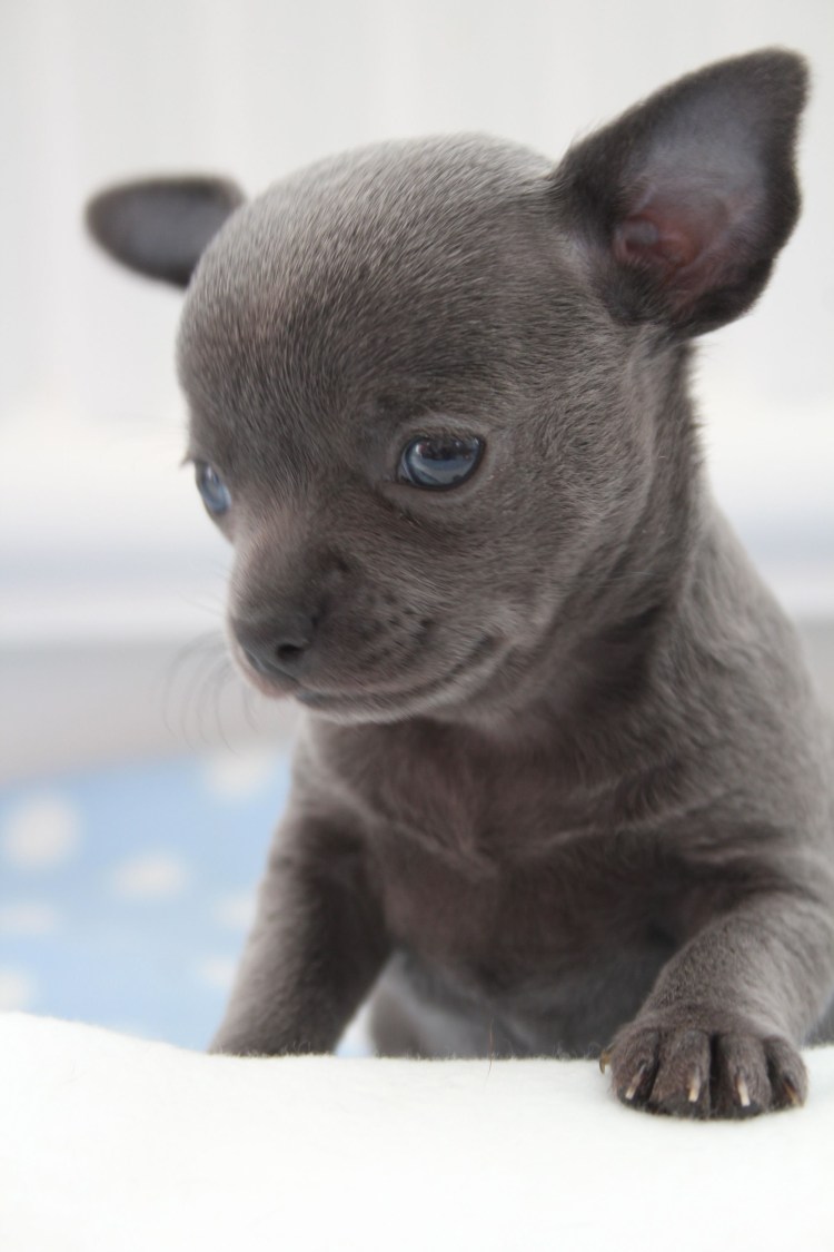 Чихуахуа голубой гладкошерстный