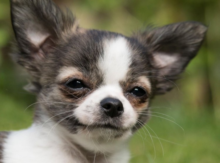 Фото чихуахуа собаки