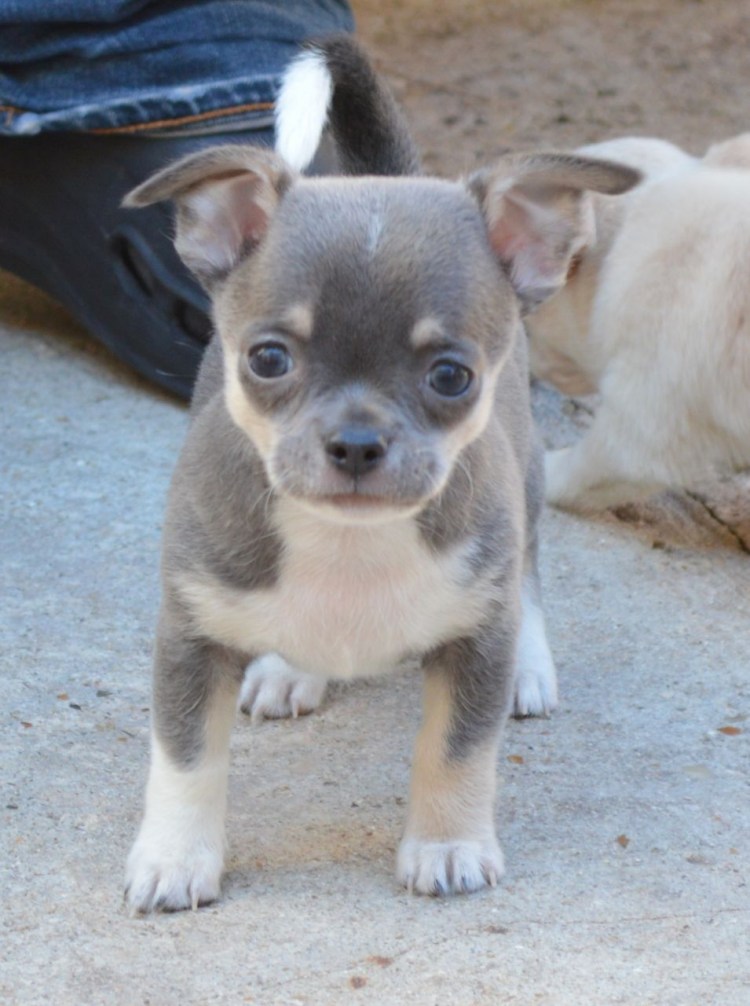 Голубой щенок чихуахуа