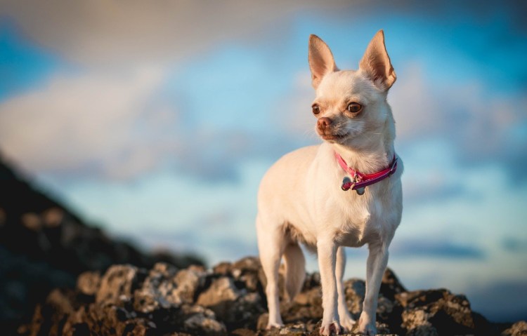Мексиканский чихуахуа гладкошерстный