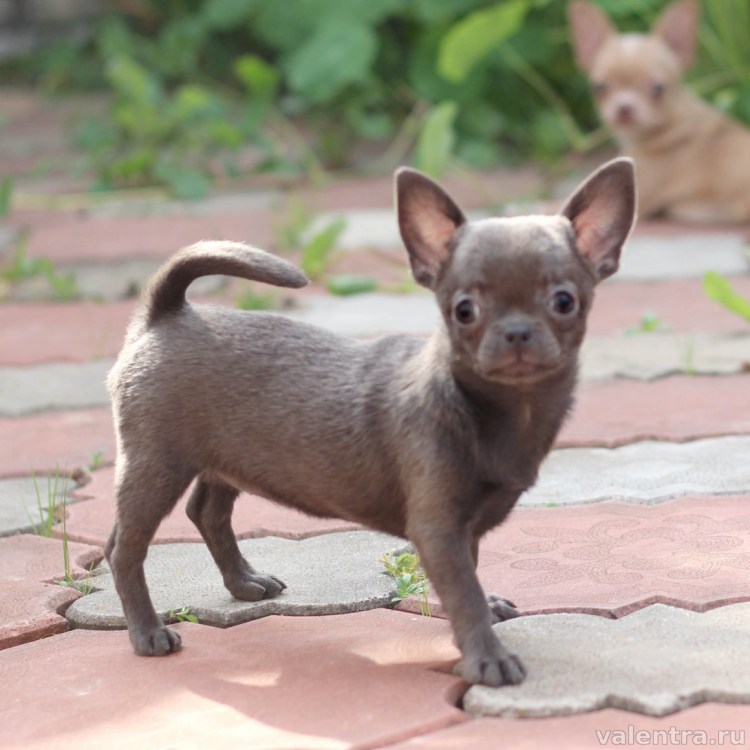 Чихуахуа голубой гладкошерстный