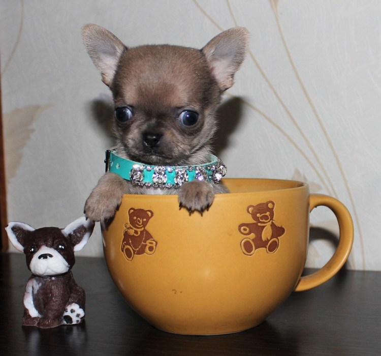 Чихуахуа мини мальчик