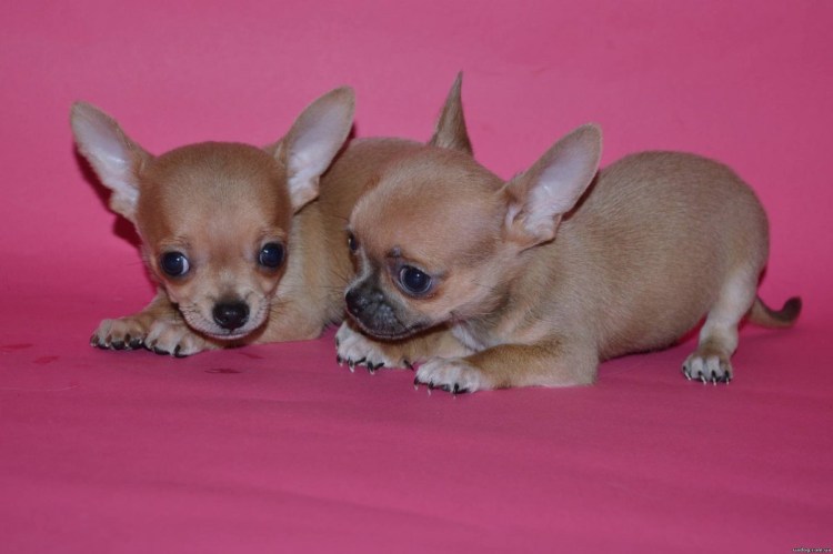 Чихуахуа мини палевый