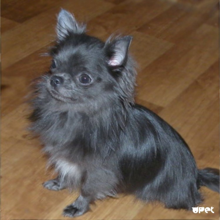 Лиловый чихуахуа длинношерстный