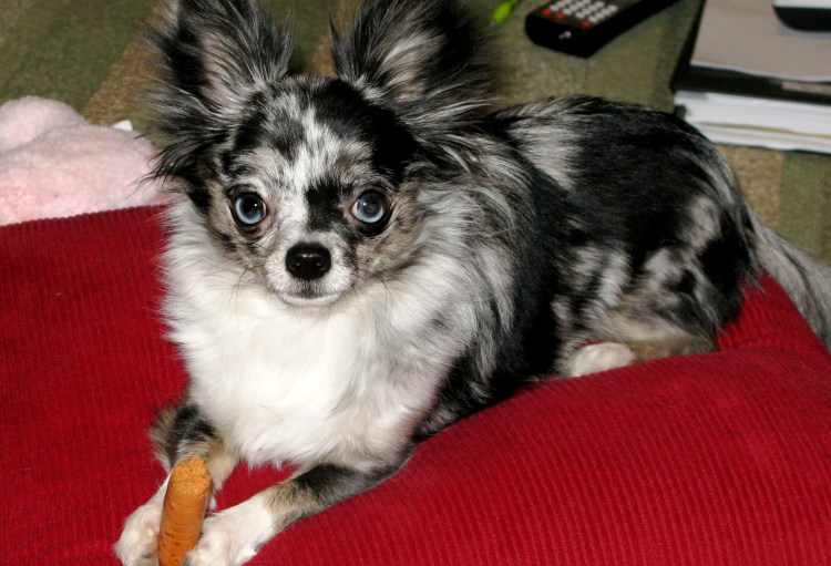 Чихуахуа Мерль длинношерстная