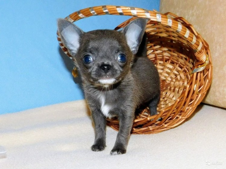 Мини чихуахуа голубого окраса