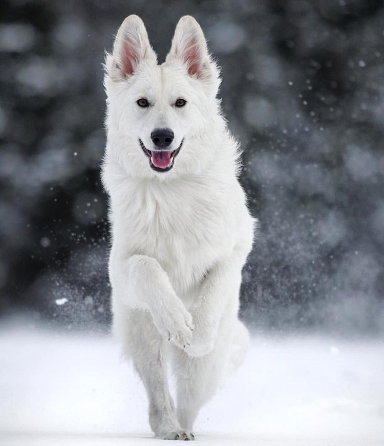 Самоедская овчарка