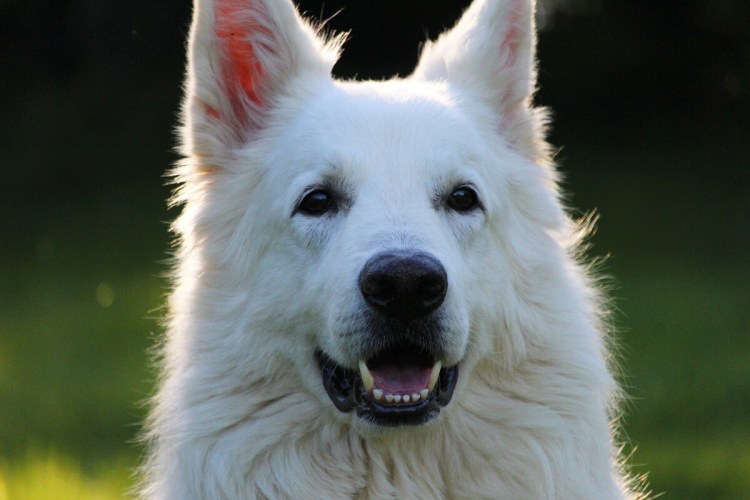 Белая швейцарская овчарка длинношерстная