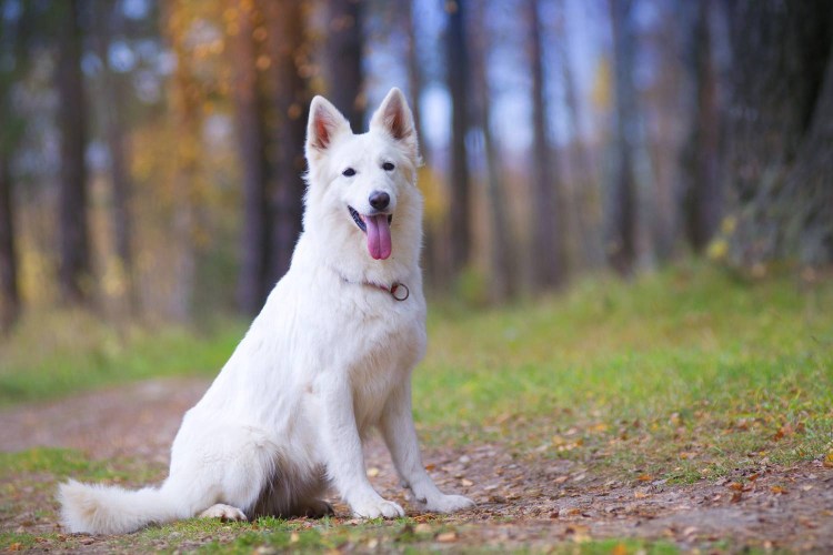 Швейцарская овчарка короткошерстная