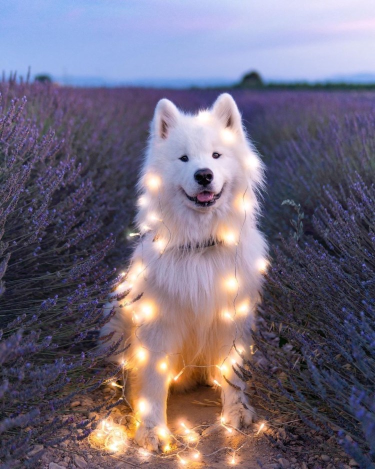 Лайка самоед