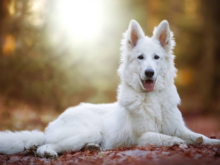 Швейцарская овчарка и самоед