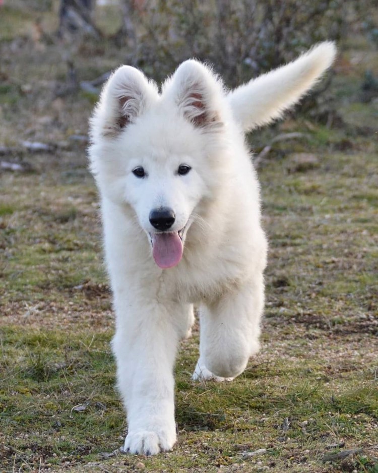 Лайка волкодав