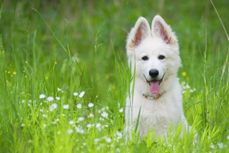 Белая овчарка