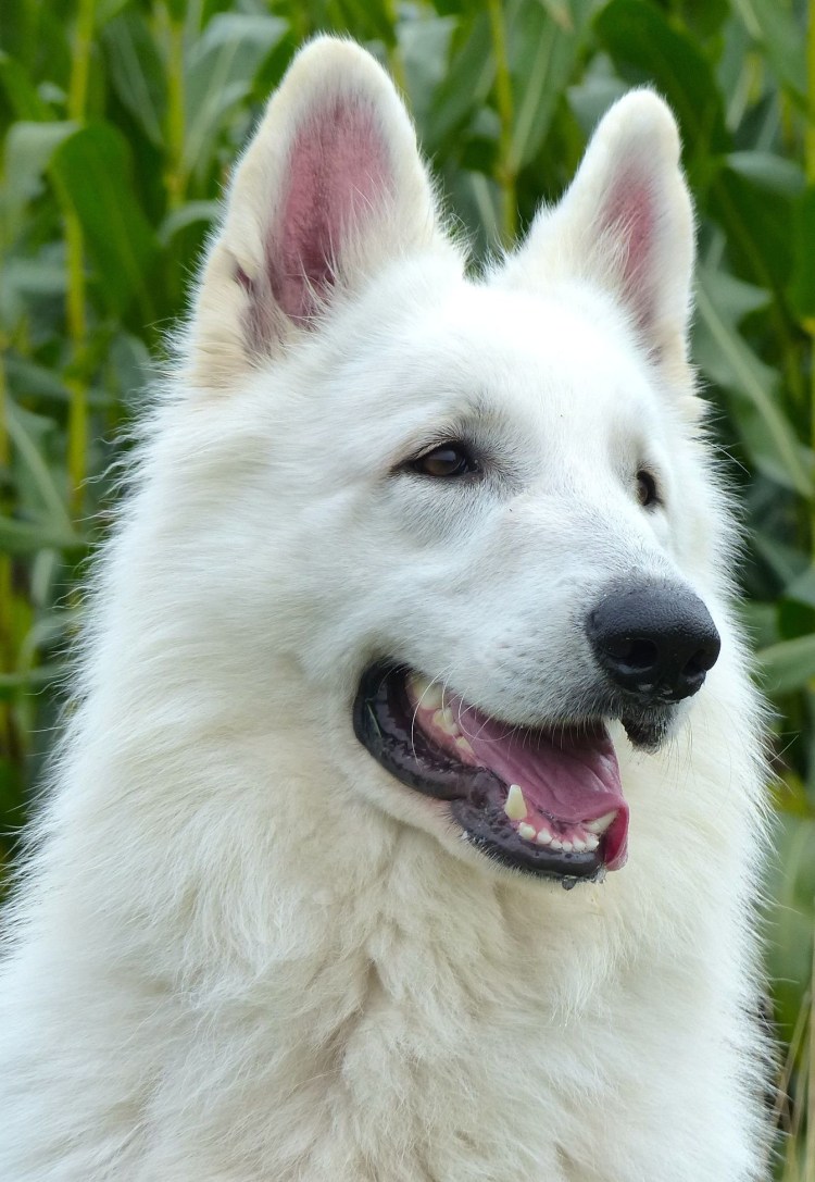 Швейцарская овчарка колли