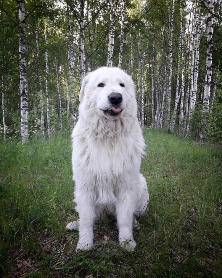 Самоедская лайка