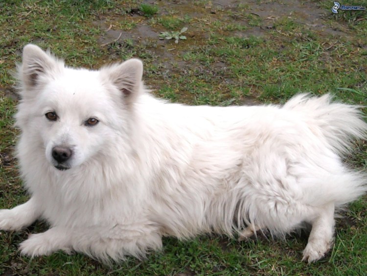 Пионерская Горная овчарка