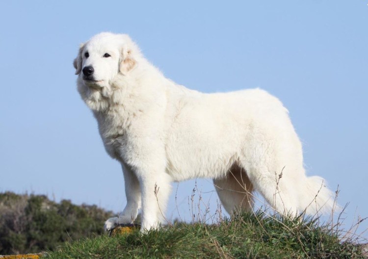 Белая овчарка