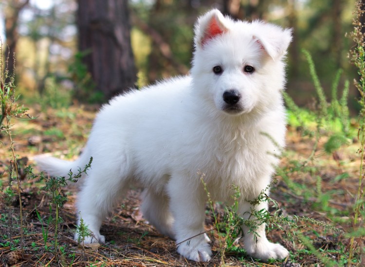 Белая швейцарская овчарка щенки