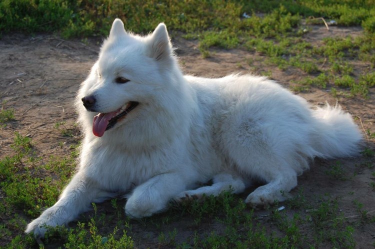 Сибирская овчарка белая