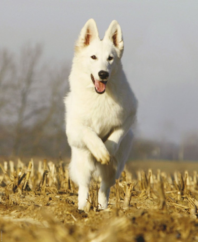 Белая швейцарская овчарка длинношерстная