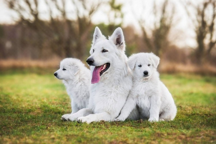 Овчарка швейцарская альбинос