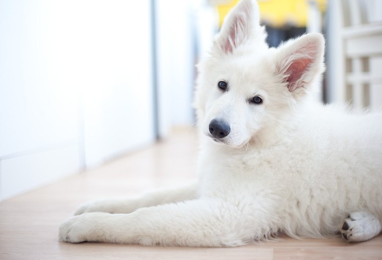 Самоедская собака