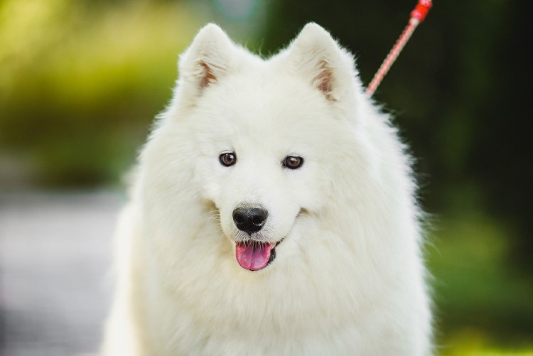 Сибирская лайка самоед
