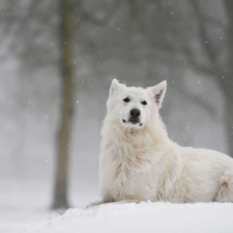 Сибирская овчарка белая