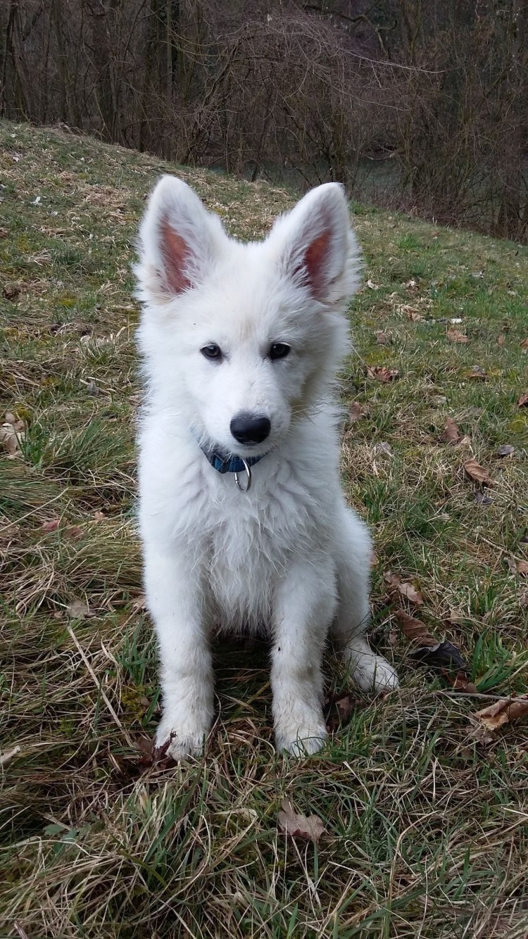 Волчья Самоедская лайка