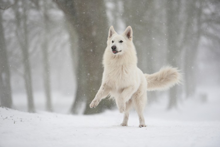 Хаски самоед