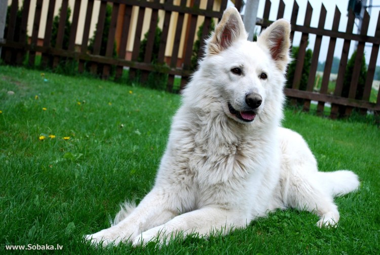 БШО белая швейцарская овчарка