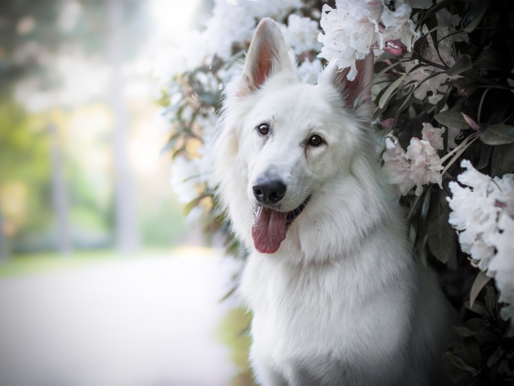 Белая швейцарская овчарка длинношерстная