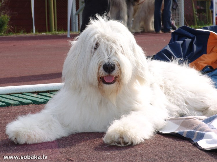 Пастушья овчарка белая