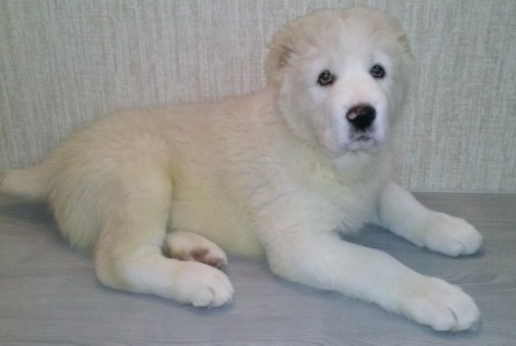 Швейцарская овчарка длинношерстная