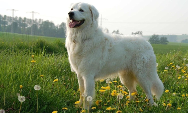 Аляскинский маламут белый