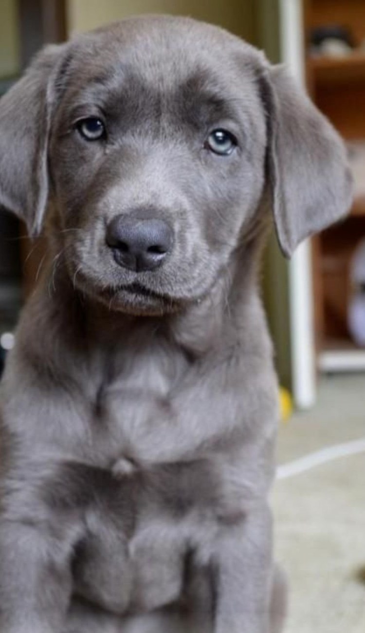 Шарпей серый