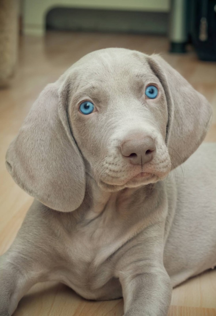 Веймаранер голубой