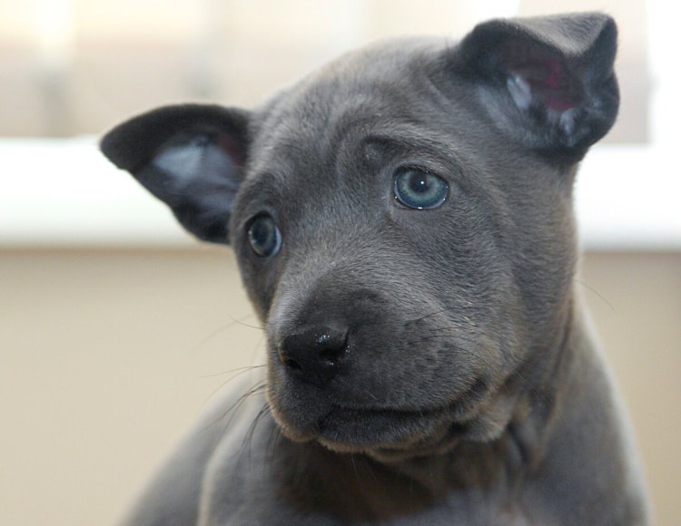 Блю Лейси щенок