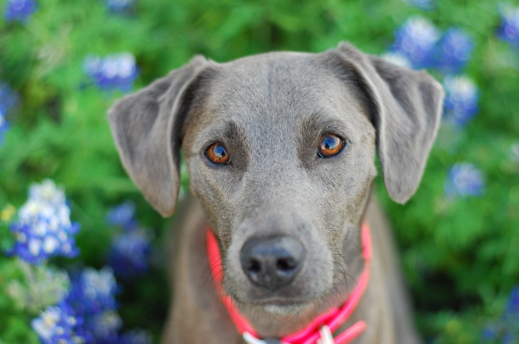 Гончая Веймаранер