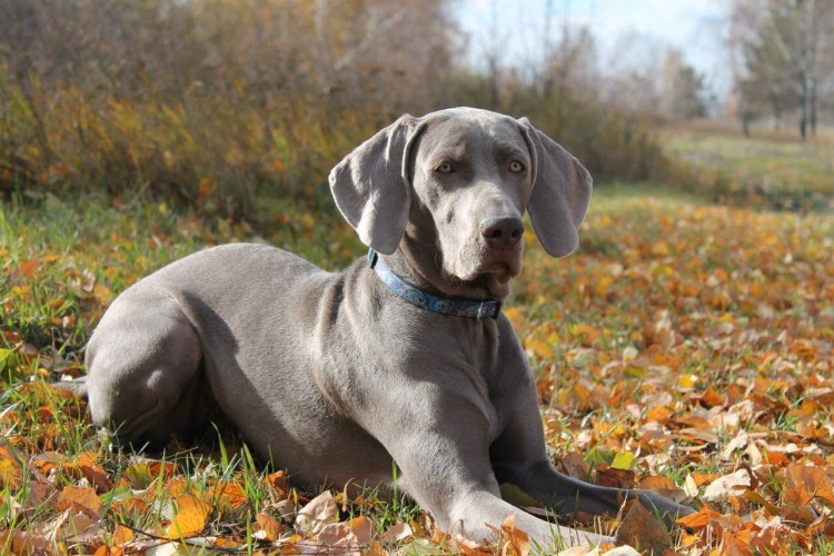 Гончая Веймаранер